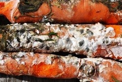 Болезни моркови белая гниль