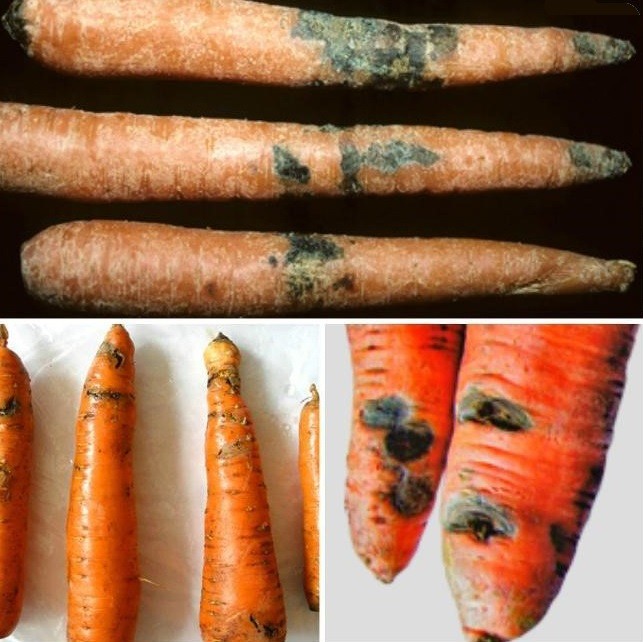 Инфекционные болезни моркови серая гниль