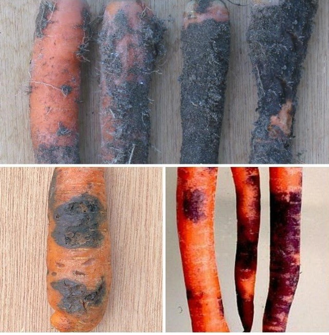 Инфекционные болезни моркови черная сухая гниль