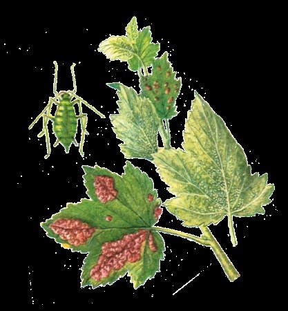Вредитель листовая галловая тля