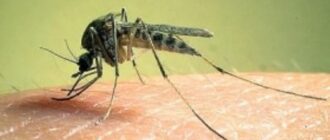 Борьба с комарами на дачном участке