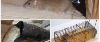 Борьба с крысами в сараях