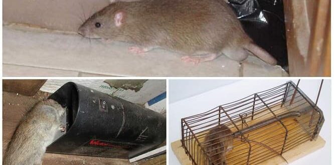 Борьба с крысами в сараях