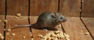 Борьба с мышами на участке