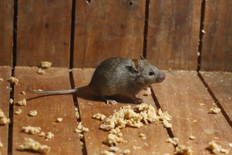 Борьба с мышами на участке