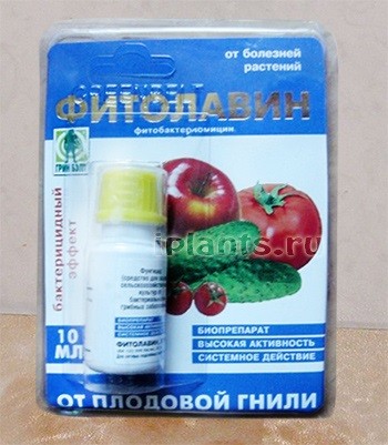 Обработка рассады томатов препаратом Фитолавин