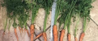 Инфекционные болезни моркови