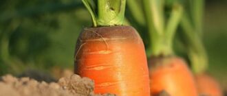 Как избавиться от морковной мухи