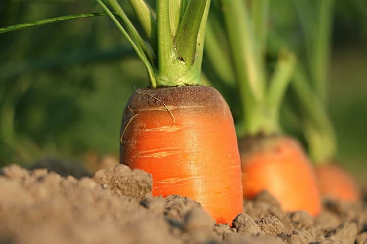 Как избавиться от морковной мухи