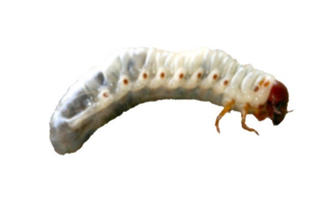 Внешний вид личинки майского жука