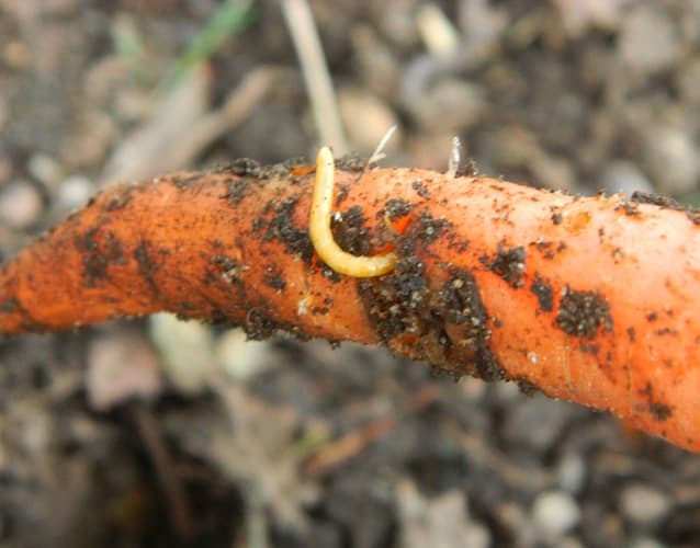 Морковная муха личинка