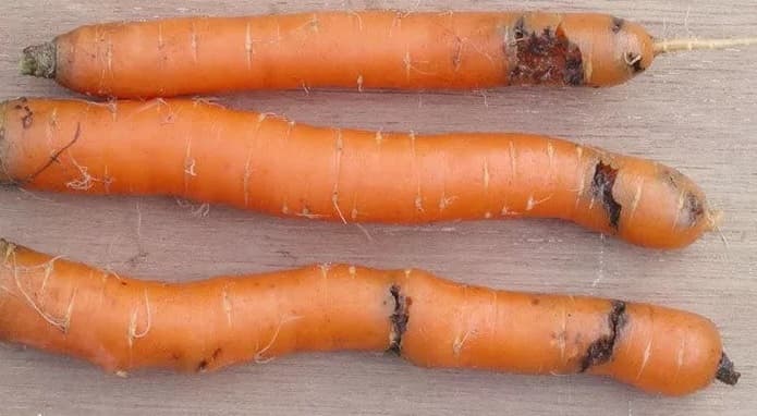 Присутствие личинки морковной мухи