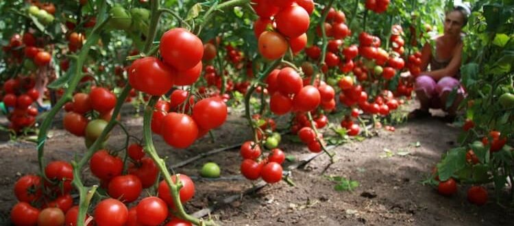 Обработка рассады томатов от вредителей