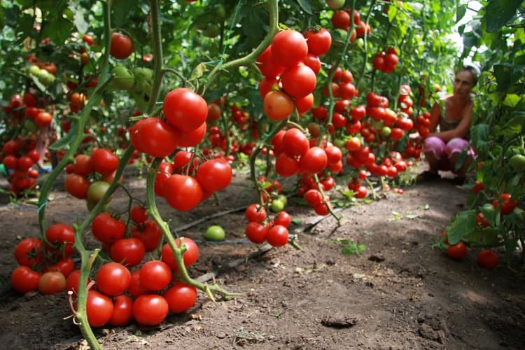 Обработка рассады томатов от вредителей