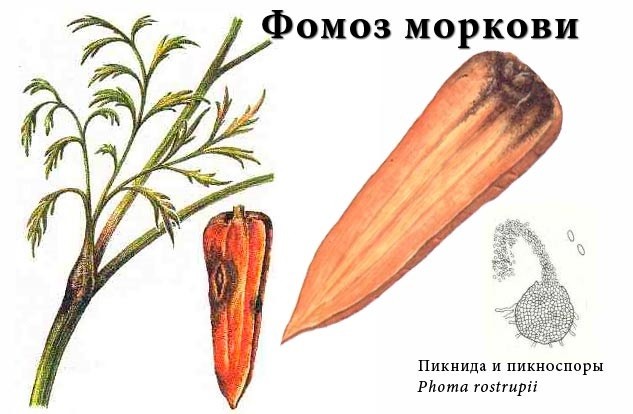 Инфекционные болезни моркови фомоз моркови