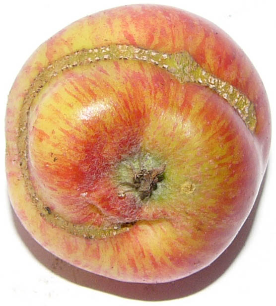 Плод яблони пораженный пилильщиком