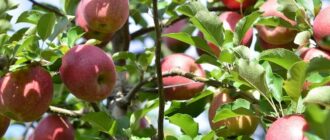 Плодовая гниль яблони