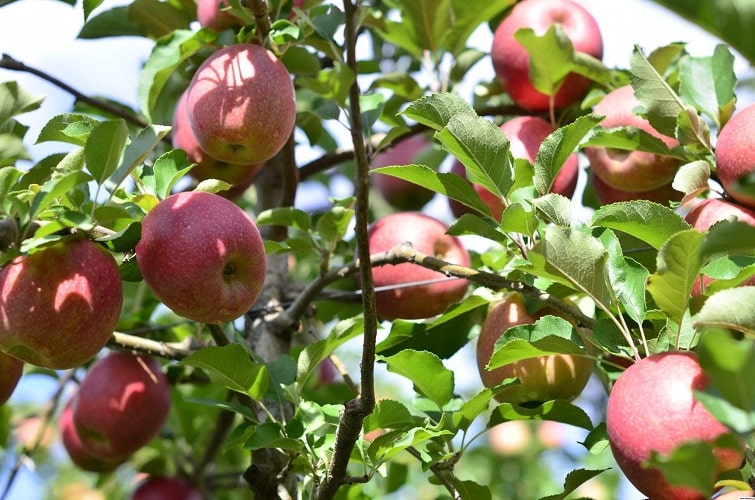 Плодовая гниль яблони