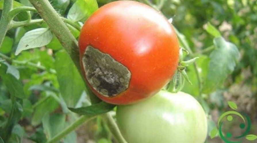 Заболевания томатов как распознать