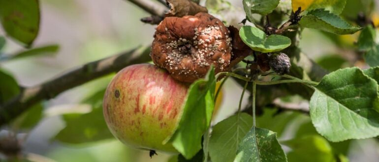 Распространенные вредители яблони