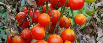 Сорта томатов устойчивых к болезням