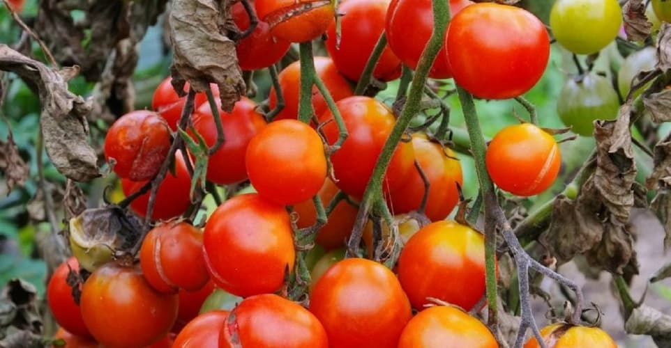 Сорта томатов устойчивых к болезням