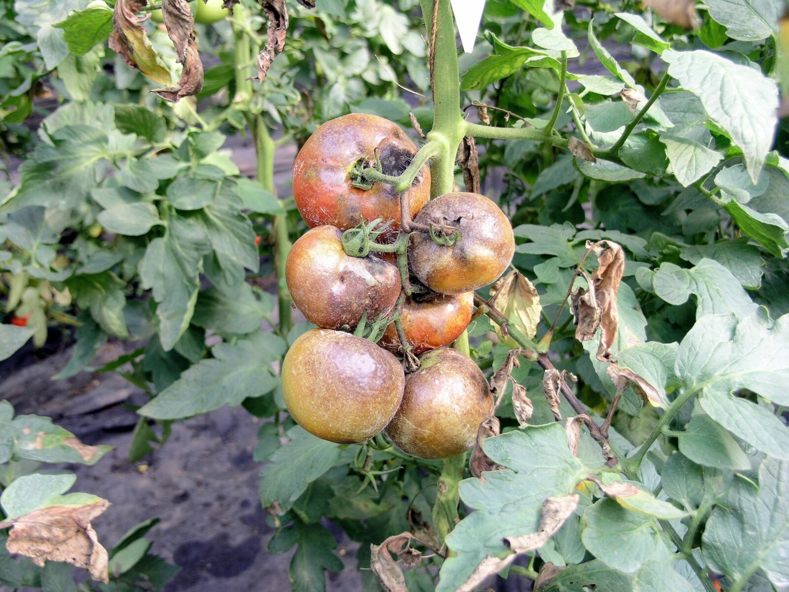 Сорта томатов, устойчивых к болезне Фитофтороз