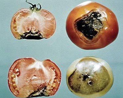 Распознаем заболевания томатов вершинная гниль плода