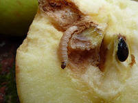 Распространенные вредители яблони Яблонная плодожорка