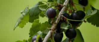 Защита черной смородины от вредителей в саду