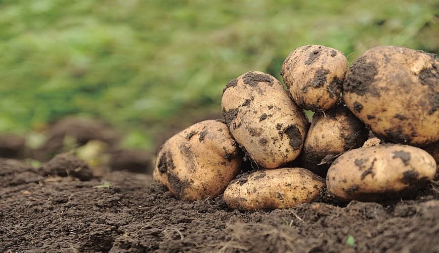 Защита картофеля от проволочника