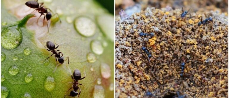 Борьба с муравьями на огороде
