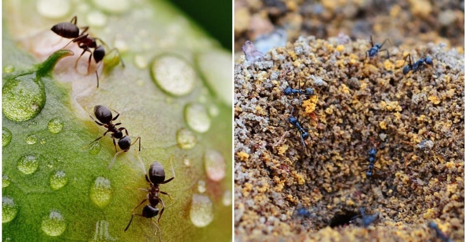 Борьба с муравьями на огороде