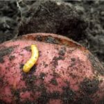 Борьба с проволочником на картофельном поле