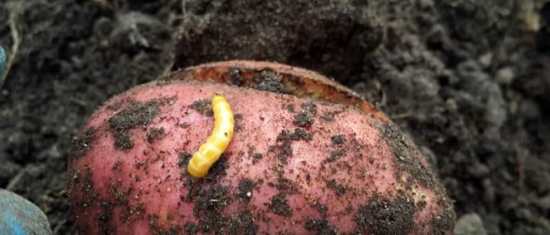 Борьба с проволочником на картофельном поле