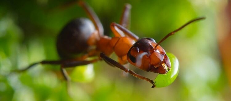 Лесные муравьи в саду