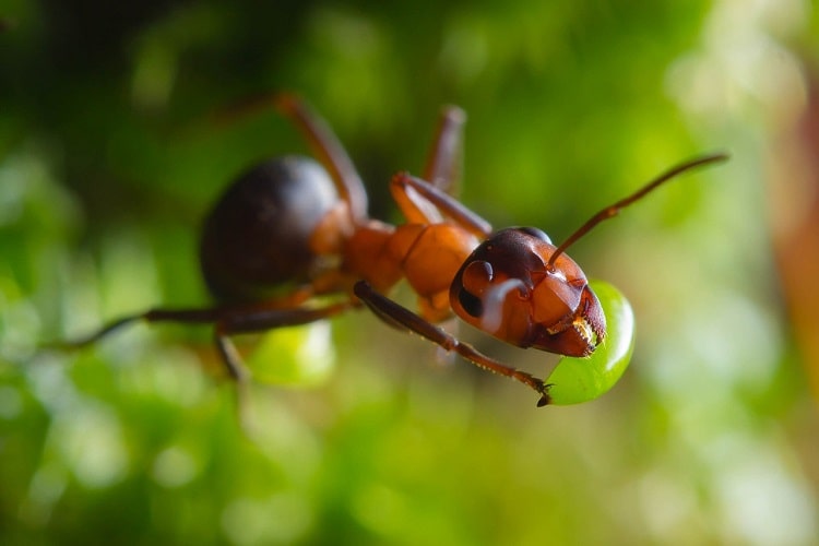 Лесные муравьи в саду