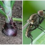Луковая муха на огороде