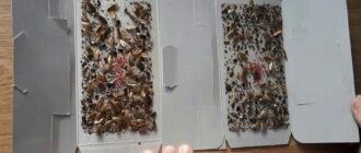 Виды отрав от тараканов
