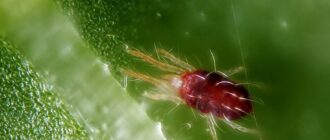 Защита растений от паутинного клеща