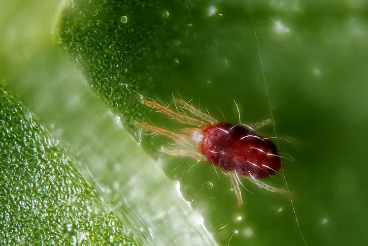 Защита растений от паутинного клеща